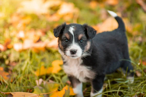秋の公園で遊び心のある小さな子犬 面白い小さな犬の肖像画 — ストック写真