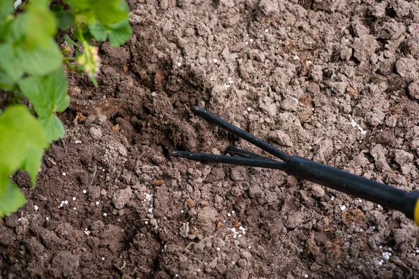 Смешивание Почвы Гранулированным Удобрением Питательная Почва Весной — стоковое фото