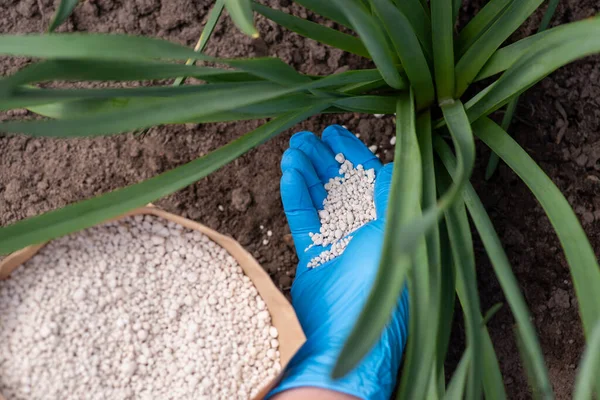 Fertilizing Flowers Spring Hand Gardener Blue Glove Applying Granulated Fertilizer — Stock Photo, Image
