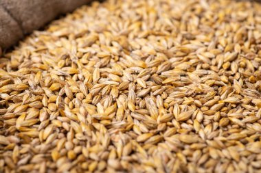Hasattan sonra keten çuvalında arpa tanecikleri yakın plan. Arpa mahsulü kavramı