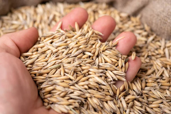 Grain of oat in hands of a farmer. Harvest of oat, high-quality oat grain concept