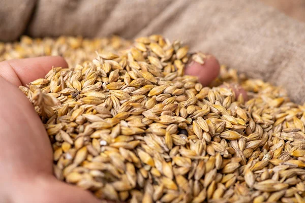 Farmer looking just gathered barley harvest. Rich harvest of barley concept, high quality grain