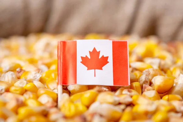 Kanada Bayrağı Mısırın Üstünde Kanada Konseptinde Tahıl Hasadı — Stok fotoğraf
