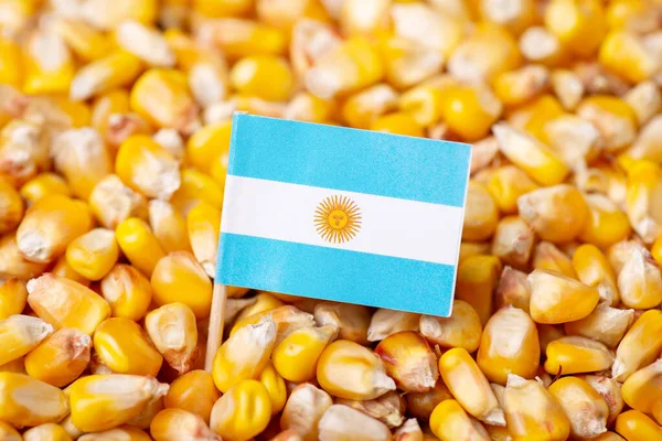 Arjantin Bayrağı Mısırın Üstünde Arjantin Konseptinde Tahıl Hasadı — Stok fotoğraf