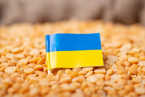Sarı Bezelye Üzerinde Ukrayna Bayrağı Ukrayna Bezelye Yetiştirme Kavramı — Stok fotoğraf