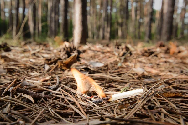 A match left by a man in a coniferous forest. It is dangerous to burn fire in forest, since it may be the cause of forest fire.