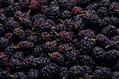 Olgun siyah dut fotoğrafını kapat.