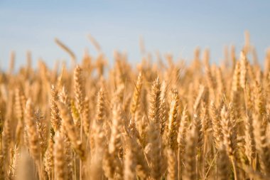 Büyük bir organik olgun buğday tarlası. Akşamları çiftlikte yetişen güzel buğday manzarası