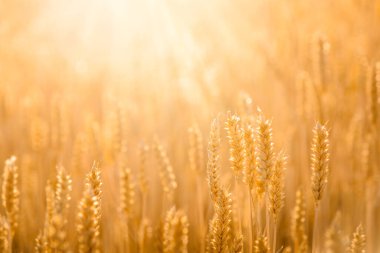 Tahıl tarlası. Olgunlaşan sarı buğday tarlaları. Batan güneş ışınlarını kopyala. Doğa fotoğrafını kapat..