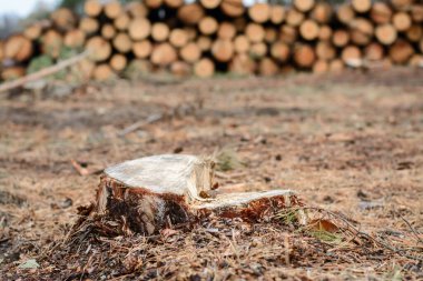 Ormandaki istiflenmiş gövdelerin yanında çam ağacı damgası. Çam ormanında odun kesiyorum..