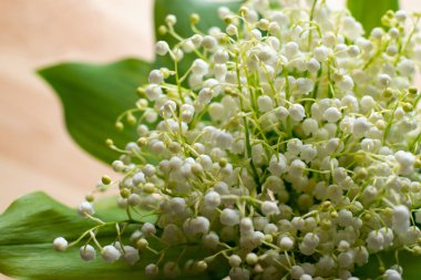 Güzel bahar zambakları vadide, ahşap bir arka planda, yakın..