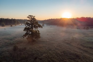 Vadideki yalnız ağaç sabah sisle kaplıydı. Kırsalda güzel bir gün doğumu