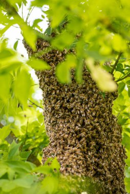 Big cluster of honey insects, gathered on the branch of the plant. Swarm of bees on green tree, warm season, vertical image.
