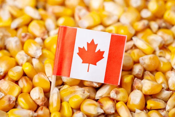 Flag Canada Corn Grain Growing Corn Canada Concept — Stok fotoğraf