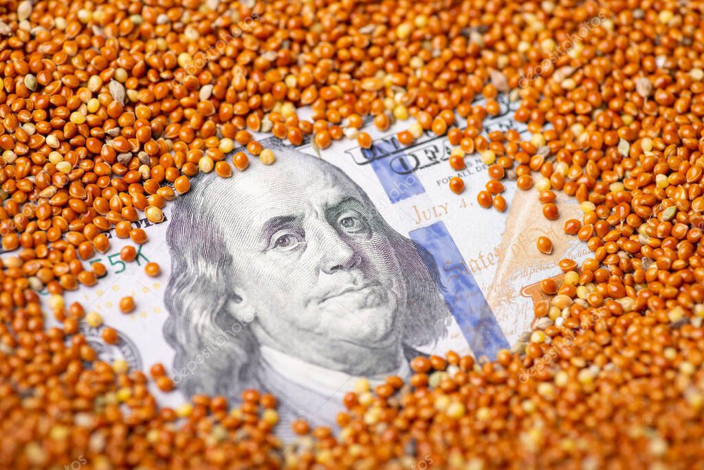 US dollar bill in millet. Business of growing millet 2023