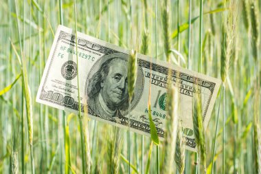 One hundred US dollar banknote in the field of rye