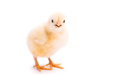 Beyaz arka planda izole edilmiş küçük sarı tavuk.