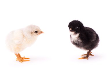 Two small chickens isolated on a white background. White and black small chickens look at each other.