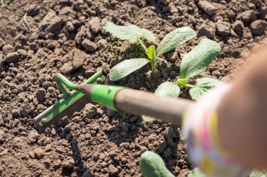Removing weeds from the garden with a tool hoe. Weeding garden with pumpkins growing