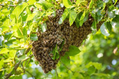 Swarm of bees on a tree. Close-up shot of bees in the morning when they change their place of living