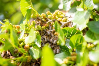 Bees on mulberry tree near unripe and green berries. Swarm of bees on tree