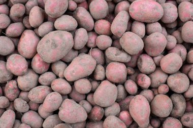 Background of red potatoes, top view. Lots of young, just digged potatoes, flat layout