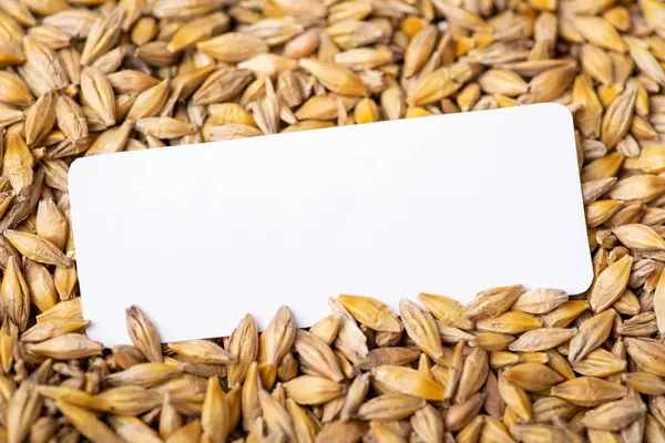 White Paper Harvested Barley Grain Copy Space Place Inscription Barley — 图库照片