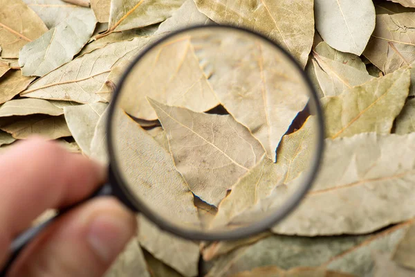 Magnifying glass on bay leaves. Study bay leaves concept