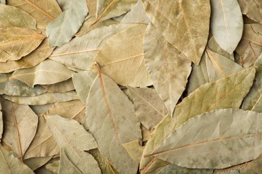 Background of bay leaf. Harvested dried bay leaf used for adding to dishes to add some smell and aroma