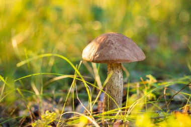 Leccinum mushroom growing in birch forest lit by setting warm sunrays. Close up shot of Leccinum mushroom in summer forest