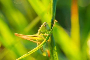 Little grasshopper sitting on the grass in dew. Morning photo of grasshopper lit by rising sun, wet by morning dew