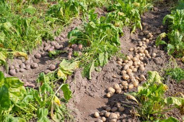 Digging potato at home in the garden. Harvested red and white potato near growing beet in the garden