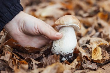 Close up shot of hand of a girl picking porcini mushroom. Picking mushrooms in autumn forest