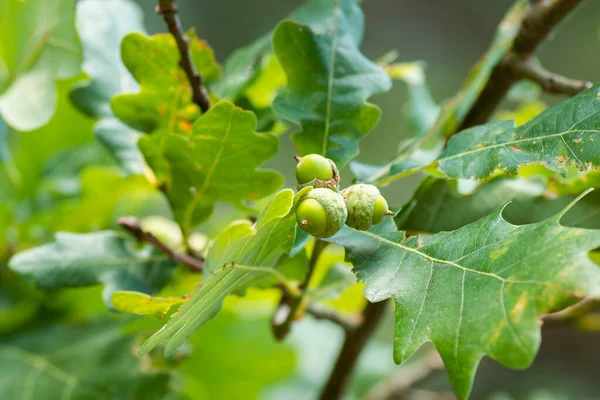 Close up of acorns on oak tree branch in forest. Small green acorns nuts on the tree