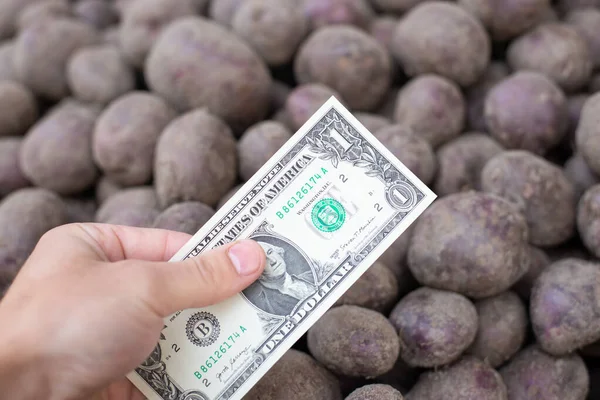 ジャガイモに対して1米ドル札で手 ジャガイモの概念 収穫されたジャガイモの貿易の価格 — ストック写真
