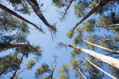 A group of dead pine trees in forest