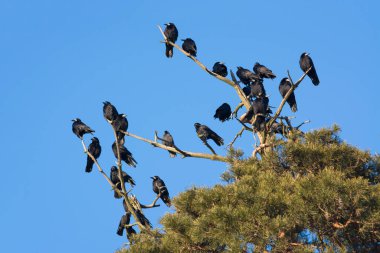 A flock of crows on the pine-tree