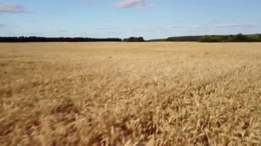 Drone footage of ripe field of wheat waiting to be harvested. Agricultural field of grain