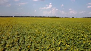 Blooming field of sunflowers in the countryside. Drone footage of sunflowers on farmland