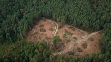 Aerial video of cutting trees. Deforestation of pine and birch forest in the countryside