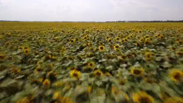 Nebezpečný Let Přes Pole Kvetoucích Slunečnic Vysokou Rychlostí Drone Téměř — Stock video
