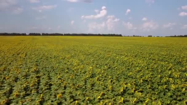 Kvetoucí Pole Slunečnic Venkově Dron Záběry Slunečnic Zemědělské Půdě — Stock video