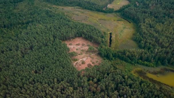 Drohnenaufnahmen Von Abgeholzten Kiefernwäldern Das Fällen Von Bäumen Auf Dem — Stockvideo