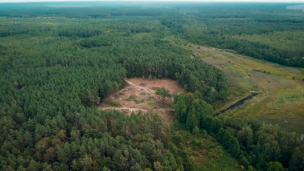 Aerial Footage Cut Area Pine Forest Countryside Deforestation Concept — Stockvideo