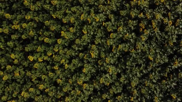 Top Drone View Blooming Sunflowers Evening Starting Low Increasing Altitude — Stok Video