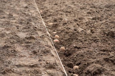 Line of potatoes in the garden. Planting potatoes at home concept