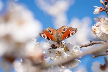 Macro shot of butterfly on blooming apricot tree. Beautiful photo of butterfly against blue sky