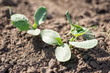 Small pumpkin plants growing in dry soil. Close-up photo of pumpkins in Spring on garden