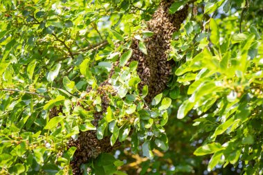 Big swarm of bees on a tree branch. Bees leaving hive and apiary