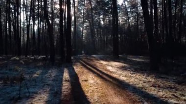 Inside spruce forest. Smooth footage of pine forest in winter sunny day, beautiful nature